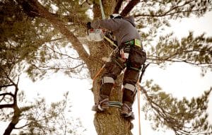 Hanging arborist cutting branch with small saw.