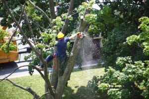 Worker cutting a tree branch