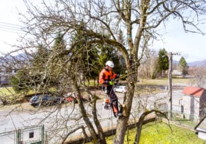 arborist pruning a tree