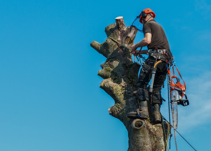 working at top of tree